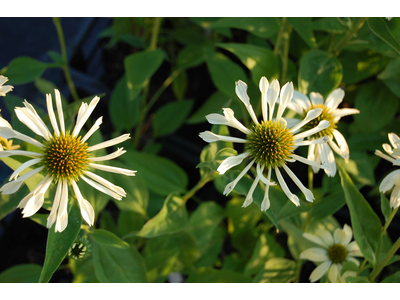 Echinacea