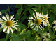 Echinacea Sunrise ®