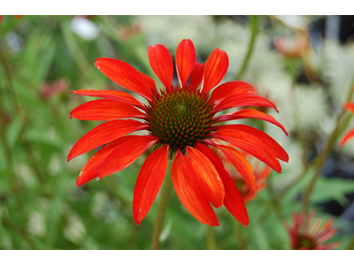 Echinacea