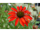Echinacea Tomato Soup ®
