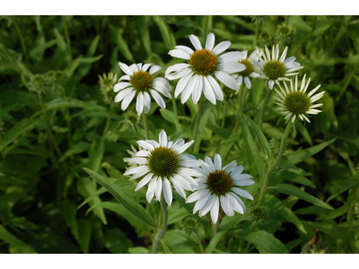 Echinacea purpurea