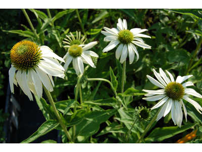 Echinacea purpurea