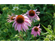 Echinacea purpurea Baby Swan Pink