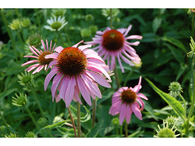 Echinacea purpurea