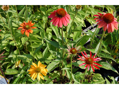 Echinacea purpurea