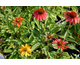 Echinacea purpurea Cheyenne Spirit