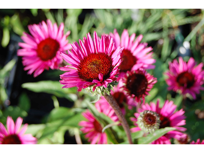 Echinacea purpurea