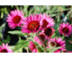 Echinacea purpurea Fatal Attraction ®