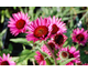 Echinacea purpurea