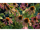 Echinacea purpurea Green Envy ®