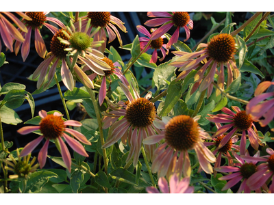 Echinacea purpurea