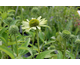 Echinacea purpurea Green Jewel ®