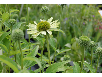 Echinacea purpurea