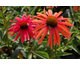 Echinacea purpurea Mama Mia! ®