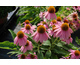 Echinacea purpurea Mistral