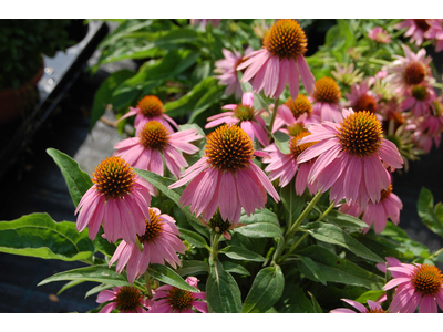 Echinacea purpurea