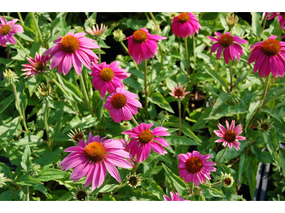 Echinacea purpurea