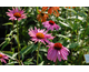 Echinacea purpurea Prairie Splendor