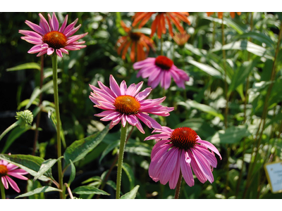 Echinacea purpurea