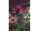 Echinacea purpurea Ruby Star (Rubinstern)
