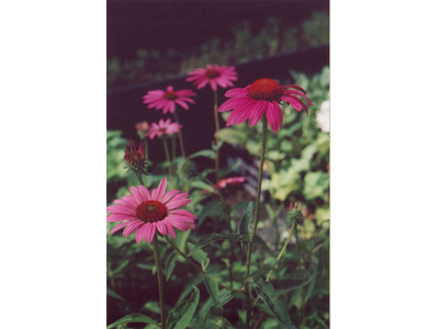 Echinacea purpurea
