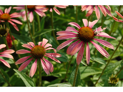 Echinacea purpurea