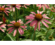Echinacea purpurea Secret Passion ®