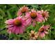 Echinacea purpurea Summer Cocktail ®