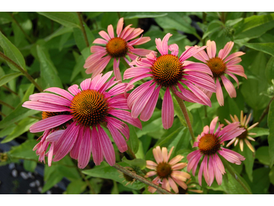 Echinacea purpurea