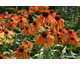 Echinacea purpurea Summer Sun ®