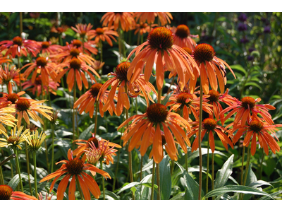 Echinacea purpurea