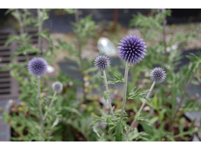 Echinops ritro