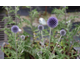 Echinops ritro None