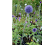 Echinops ritro Veitch's Blue