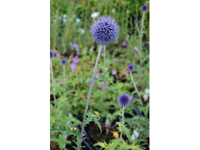 Echinops ritro