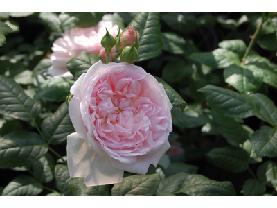 Rosa