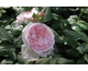 Rosa Eglantyne