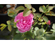 Rosa England's Rose