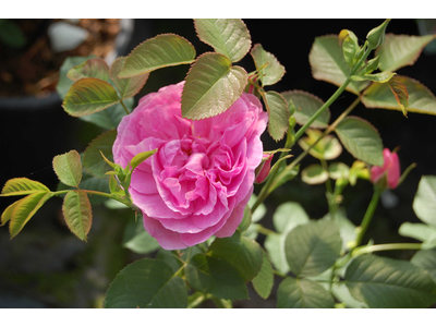 Rosa