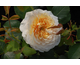 Rosa English Garden