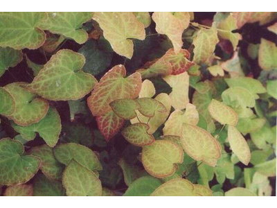 Epimedium rubrum