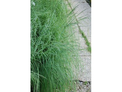 Eragrostis elliotii