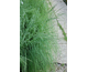 Eragrostis elliotii Wind Dancer