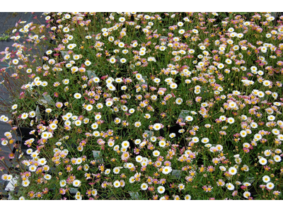 Erigeron karvinskianus