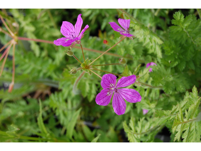 Erodium manescavii