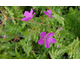 Erodium manescavii