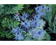 Eryngium Big Blue ®