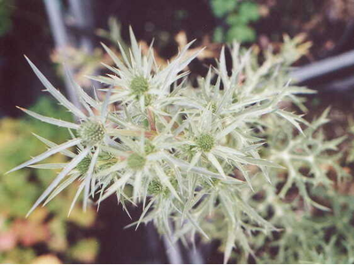 Eryngium amethystinum