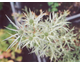 Eryngium amethystinum