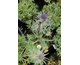 Eryngium bourgatii None
